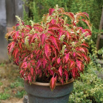 Skaistnātrīte 'Sun Coral Candy'